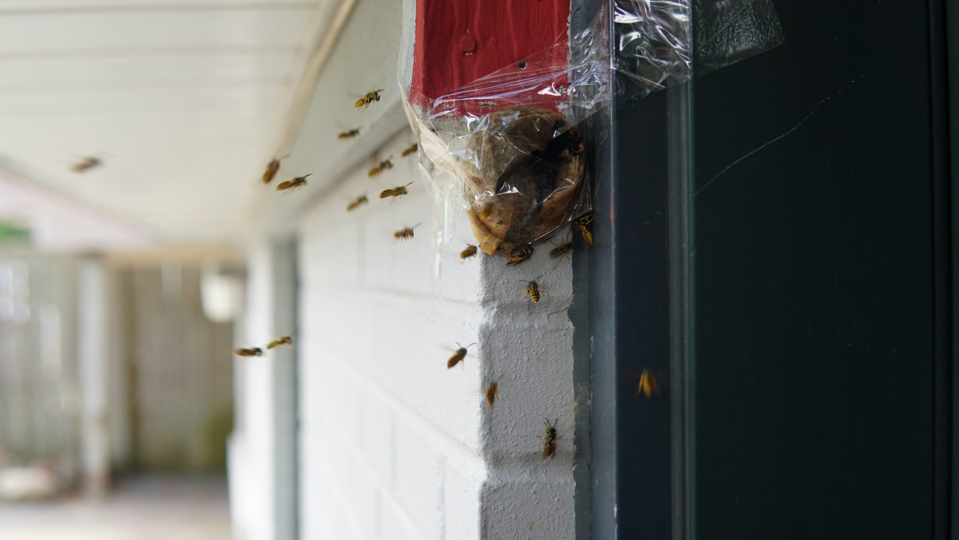 Wasps swarm around a nest attached to a building.